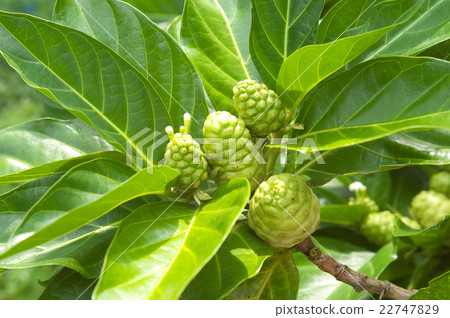 八重山橡樹(noni)的果實 八重山橡樹(noni)的果實 22747829