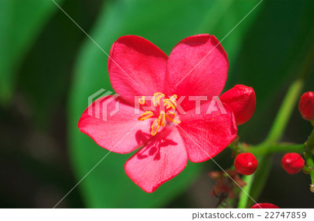 Nanoyo Zakura 22747859