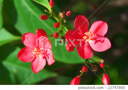 Nanoyo Zakura 22747860