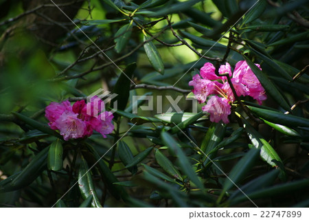 Amagi Rhododendron 22747899