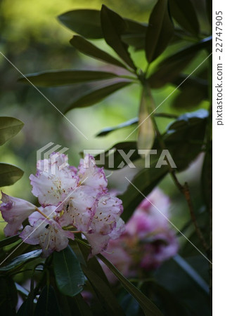 Amagi Rhododendron 22747905