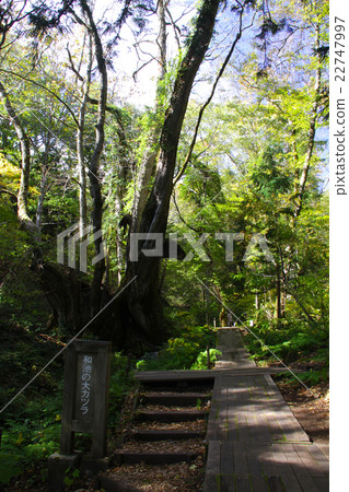 田島高原植物園/“平成百年著名水選”假髮千禧水/兵庫縣旅遊百人一等獎1號 田島高原植物園/“平成百年著名水選”假髮千禧水/兵庫縣旅遊百人一等獎1號 22747997