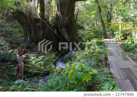 田島高原植物園/“平成百年著名水選”假髮千禧水/兵庫縣旅遊百人一等獎1號 22747998