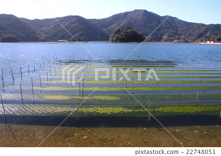 Iosashima Ise Shrine,Minami Ise,在Gosho Bay的Aosha種植 Iosashima Ise Shrine,Minami Ise,在Gosho Bay的Aosha種植 22748051