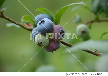 藍莓 藍莓 22748280