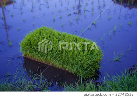 Seedlings before rice planting 22748532