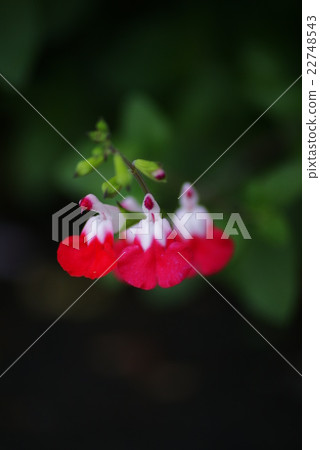 Cherry sage Cherry sage 22748543