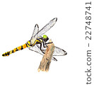 Dragonfly  22748741