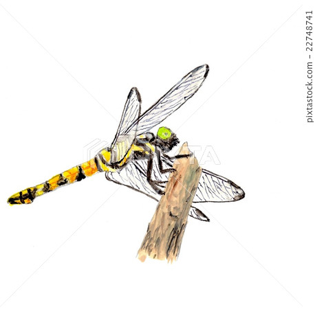 蜻蜓 蜻蜓 22748741