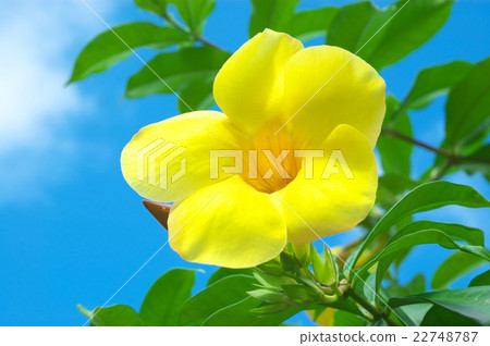 Olana Ariake Kazura (Allamanda) 22748787