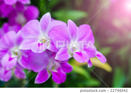 Orchid background with lens flare effect. 22748842