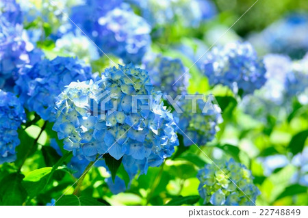 初夏的繡球花“雅” 22748849