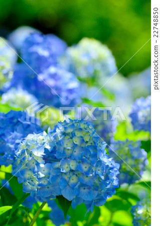 初夏的繡球花“雅” 22748850