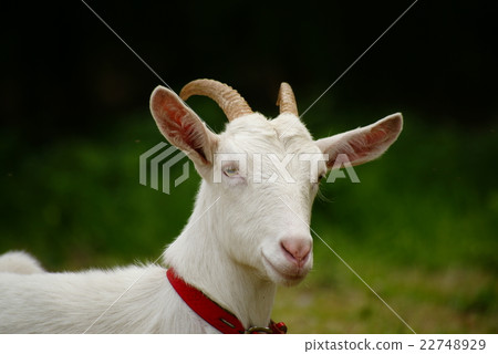 Goat's face Goat's face 22748929