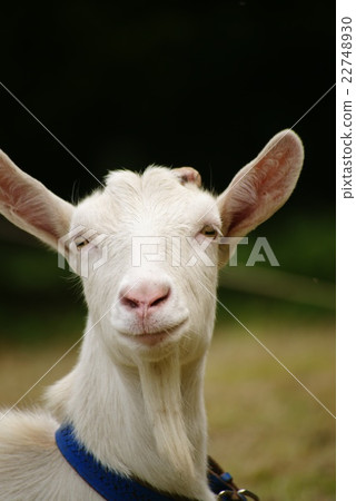 山羊的臉 山羊的臉 22748930
