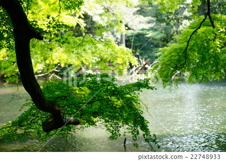 Pond in Silanuta Pond in Silanuta 22748933