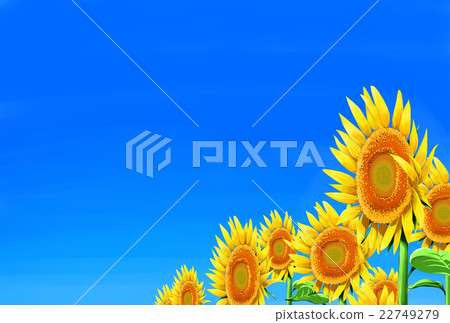 向日葵3 22749279