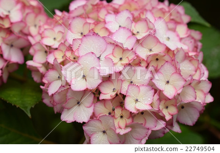 Pink hydrangea 22749504