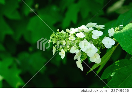 六月的繡球花“Kashiwaba” 六月的繡球花“Kashiwaba” 22749966