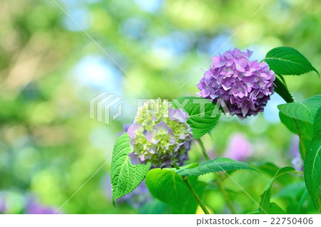Hydrangea like hydrangea "white-headed" 22750406