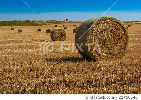 Straw bales on farmland 22750546