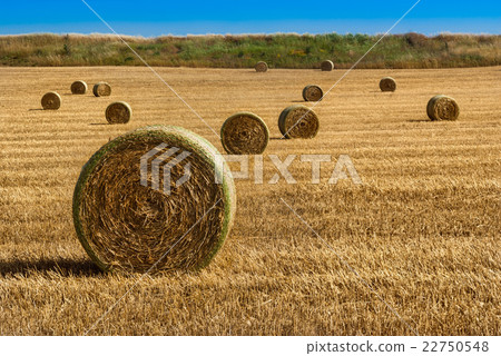Straw bales on farmland Straw bales on farmland 22750548
