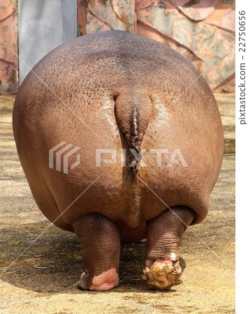 Hippo's ass 22750656