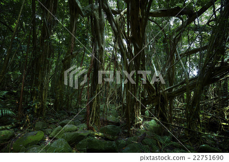 屋久島Sarukawa Banjumaru 屋久島Sarukawa Banjumaru 22751690