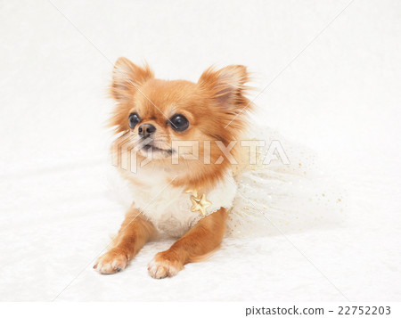 奇瓦瓦州穿著白色衣服 22752203