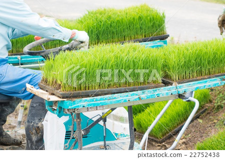 Preparation of rice planting Preparation of rice planting 22752438