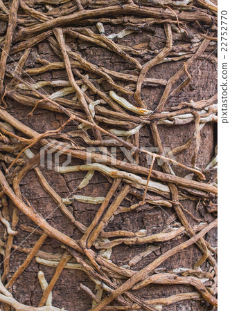 Roots of orchids on bark 22752770