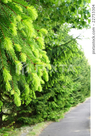 Fresh green peach pine 22753304