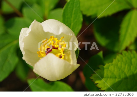 Yamazakiyaku 22753306