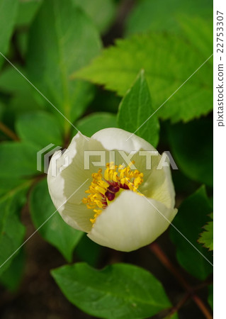 Yamazakiyaku 22753307