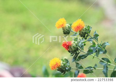 Safflower flowers Safflower flowers 22753398