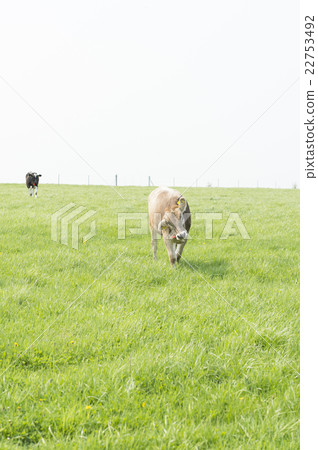 放牧牛（北海道） 22753492