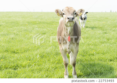 放牧牛(北海道) 放牧牛(北海道) 22753493