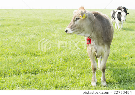Cattle in grazing (Hokkaido) Cattle in grazing (Hokkaido) 22753494
