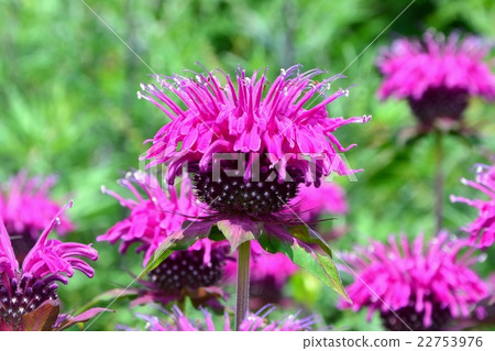 Bergamot Bergamot 22753976