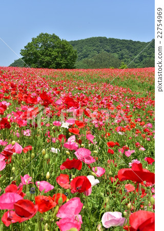Poppies of the Chichibu Plateau 22754969