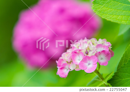 hydrangea   22755047