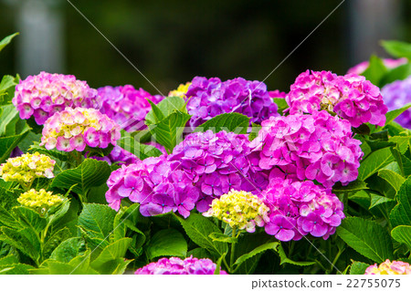 hydrangea hydrangea 22755075