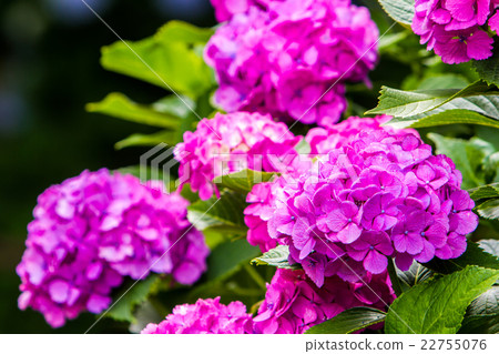 hydrangea hydrangea 22755076