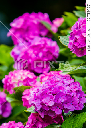 hydrangea hydrangea 22755077