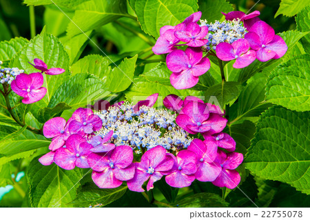 hydrangea hydrangea 22755078
