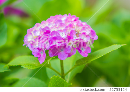 hydrangea hydrangea 22755124