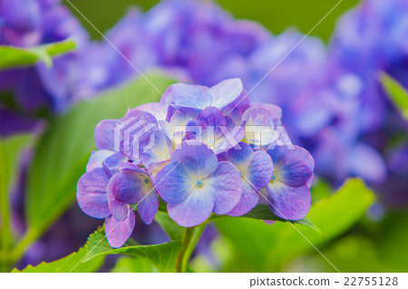 hydrangea   22755128