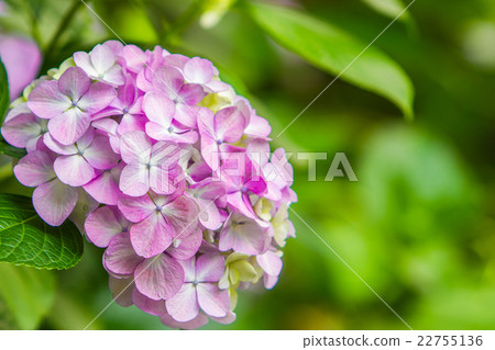 hydrangea   22755136
