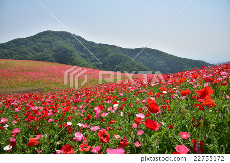 Poppies of the Chichibu Plateau 22755172