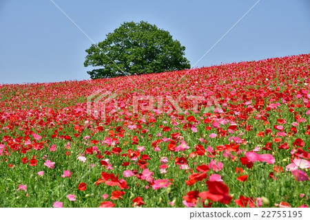 Poppies of the Chichibu Plateau 22755195